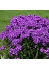 Kép 2/2 - Bugás lángvirág (phlox) - LAURA