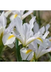 Kép 1/2 - Holland nőszirom - WHITE EXELSIOR