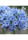 Díszhagyma - ALLIUM CAERULEUM