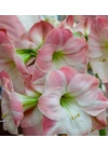 Amaryllis - APPLE BLOSSOM