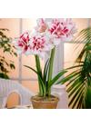 Amaryllis - ELVAS