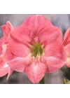 Kép 1/2 - Amaryllis - SUSAN