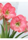 Kép 2/2 - Amaryllis - SUSAN