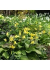 Kép 2/3 - Kakasmandikó (Erythronium) - PAGODA