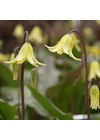 Kép 3/3 - Kakasmandikó (Erythronium) - PAGODA