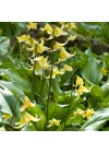 Kép 1/3 - ERYTHRONIUM - PSIZĄB PAGODA