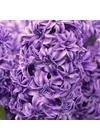 Jácint, duplavirágú - LILI PURPLE