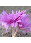 Kép 1/3 - Kikerics (COLCHICUM) - WATERLILY