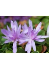 Kép 2/3 - Kikerics, őszi (COLCHICUM) - WATERLILY