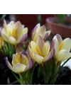 Kép 1/2 - Krókusz - ANGUSTIFOLIUS