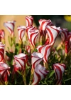 Kép 1/2 - Madársóska (Oxalis) - VERSICOLOR