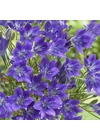 Kép 2/2 - Csillagliliom (Triteleia) - QUEEN FABIOLA