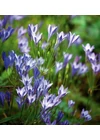 Kép 1/2 - Csillagliliom (Triteleia) - FABIOLA