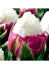 Kép 1/4 - Tulipán - ICE CREAM