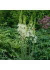 x Camassia (Prérigyertya) - WHITE