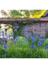 Camassia (Prérigyertya) - BLUE