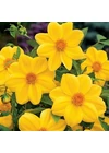Dália (mignon) YELLOW