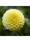 Kép 1/2 - Dália (pompom) POTGIETER