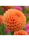 Kép 1/3 - Dália (pompom) SYLVIA