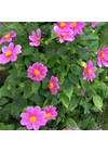 Dália (mignon) PINK