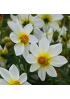 Dália (mignon) WHITE