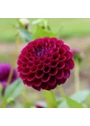 Kép 2/3 - Dália (pompom) DOWNHAM ROYAL