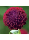 Kép 3/3 - Dália (pompom) DOWNHAM ROYAL