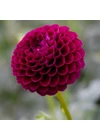 Kép 1/3 - Dália (pompom) DOWNHAM ROYAL