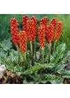 Kép 1/2 - ARUM ITALICUM - Olasz kontyvirág (1 db)