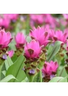 Kép 1/2 - CURCUMA - KURKUMA ROSE