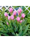 Kép 2/2 - Kurkuma virág (Curcuma alismatifolia) - ROSE