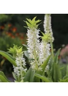 Kép 1/2 - Üstökliliom EUCOMIS AUTUMNALIS