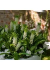 Kép 2/2 - Üstökliliom EUCOMIS AUTUMNALIS