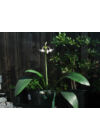 EUCHARIS - Nagyvirágú amazonliliom
