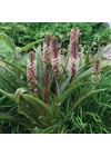 Kép 1/3 - Üstökliliom EUCOMIS COMOSA