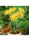 Kép 2/2 - Japán amarillis (LYCORIS AUREA)