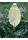Kép 2/2 - ARUM ITALICUM - Olasz kontyvirág