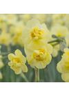Nárcisz, csokrosvirágú - YELLOW CHEERFULNESS
