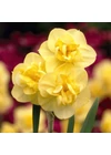 Kép 1/2 - Nárcisz - YELLOW CHEERFULNESS