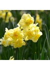 Kép 2/2 - Csokrosvirágú Nárcisz - YELLOW CHEERFULNESS