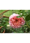 Kép 3/7 - Abraham Darby ® - David Austin rózsa