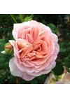 Kép 2/7 - Abraham Darby ® - David Austin rózsa