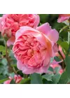 Boscobel ® - David Austin rózsa
