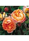 Lady Emma Hamilton ® - David Austin rózsa