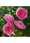 Princess Alexandra of Kent ® - David Austin rózsa
