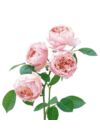 The Alnwick Rose  ® - David Austin rózsa