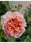 Kép 4/7 - Abraham Darby ® - David Austin rózsa