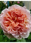 Kép 6/7 - Abraham Darby ® - David Austin rózsa