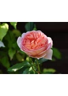 Kép 5/7 - Abraham Darby ® - David Austin rózsa