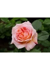 Kép 7/7 - Abraham Darby ® - David Austin rózsa